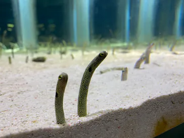 すみだ水族館に投稿された画像（2020/11/22）
