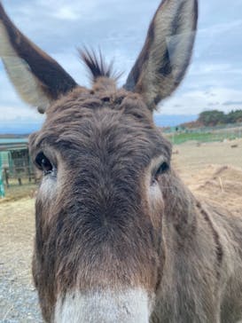 岩手サファリパークに投稿された画像（2020/11/22）