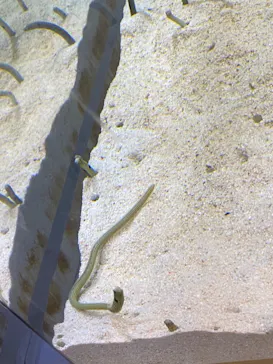 すみだ水族館に投稿された画像（2020/11/22）