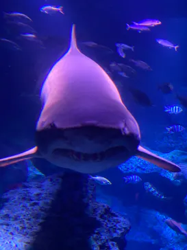 すみだ水族館に投稿された画像（2020/11/22）