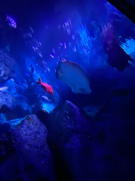 すみだ水族館に投稿された画像（2020/11/22）