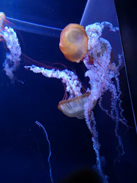 すみだ水族館に投稿された画像（2020/11/22）