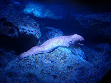 すみだ水族館に投稿された画像（2020/11/22）