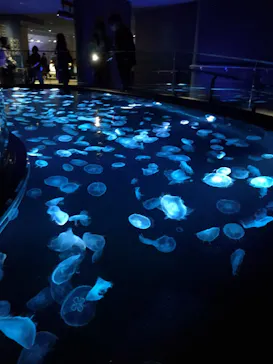 すみだ水族館に投稿された画像（2020/11/22）