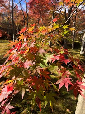 箱根美術館に投稿された画像（2020/11/22）