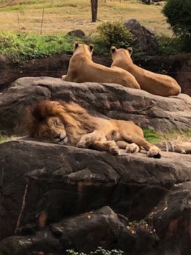 天王寺動物園に投稿された画像（2020/11/22）