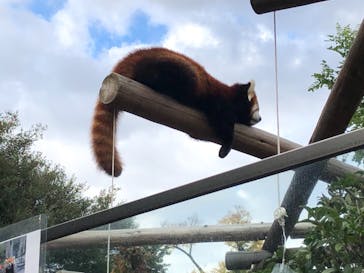 天王寺動物園に投稿された画像（2020/11/22）