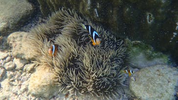 ダイビングショップ Sea Free（シーフリー）に投稿された画像（2020/11/22）