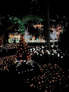 美らヤシパークオキナワ・東南植物楽園に投稿された画像（2020/11/22）