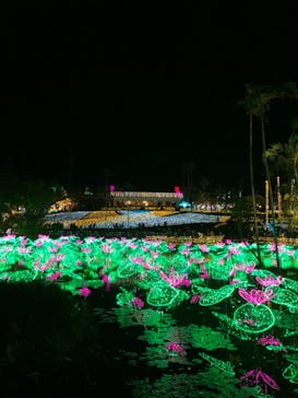 美らヤシパークオキナワ・東南植物楽園に投稿された画像（2020/11/22）