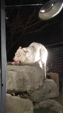 群馬サファリパークに投稿された画像（2020/11/22）