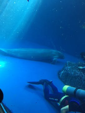 鳥羽水族館に投稿された画像（2020/11/22）