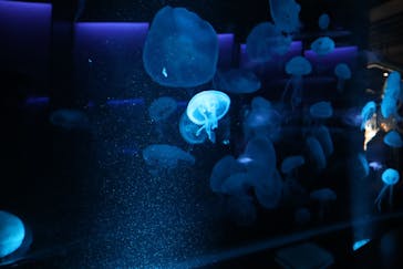 京都水族館に投稿された画像（2020/11/22）