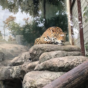 天王寺動物園に投稿された画像（2020/11/22）