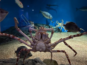 アクアワールド茨城県大洗水族館に投稿された画像（2020/11/22）