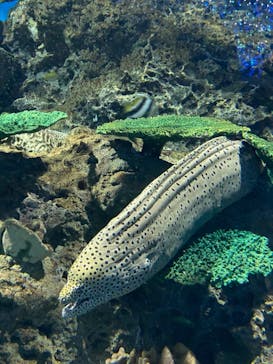 アクアワールド茨城県大洗水族館に投稿された画像（2020/11/22）