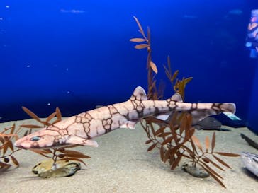 アクアワールド茨城県大洗水族館に投稿された画像（2020/11/22）