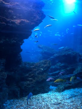 京都水族館に投稿された画像（2020/11/22）