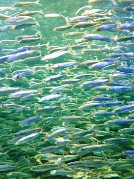 サンシャイン水族館に投稿された画像（2020/11/22）