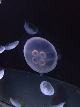 サンシャイン水族館に投稿された画像（2020/11/22）