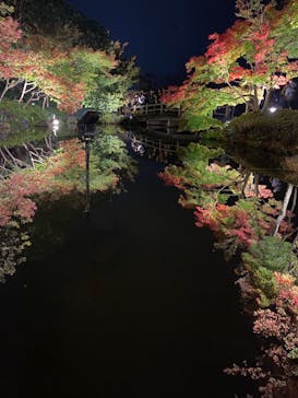 なばなの里に投稿された画像（2020/11/22）