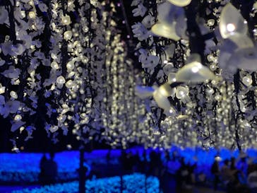 なばなの里に投稿された画像（2020/11/22）