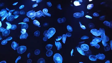 すみだ水族館に投稿された画像（2020/11/22）