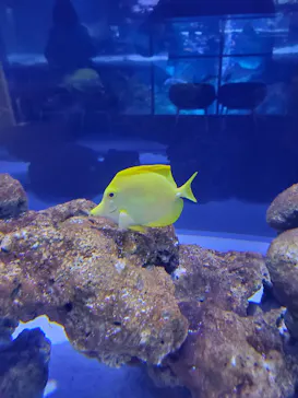 すみだ水族館に投稿された画像（2020/11/22）