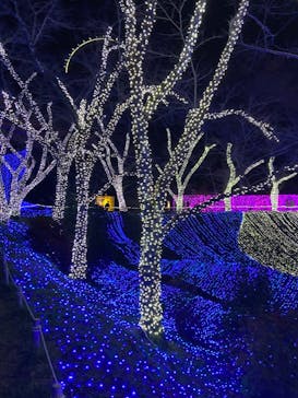 さがみ湖MORI MORIに投稿された画像（2020/11/22）