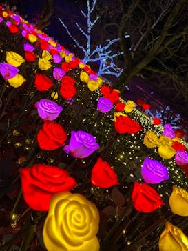 さがみ湖MORI MORIに投稿された画像（2020/11/22）