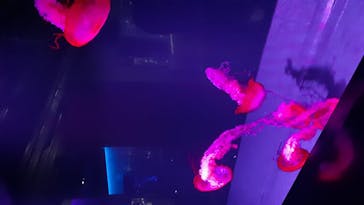 京都水族館に投稿された画像（2020/11/22）