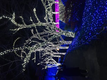 さがみ湖MORI MORIに投稿された画像（2020/11/22）