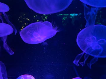 京都水族館に投稿された画像（2020/11/22）