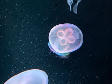 京都水族館に投稿された画像（2020/11/22）