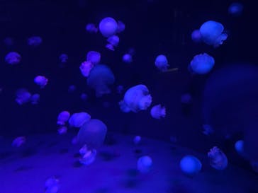 京都水族館に投稿された画像（2020/11/22）