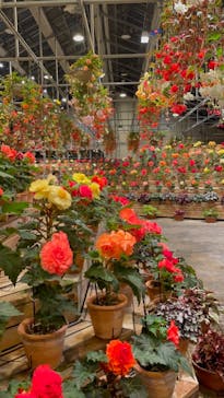 なばなの里に投稿された画像（2020/11/22）