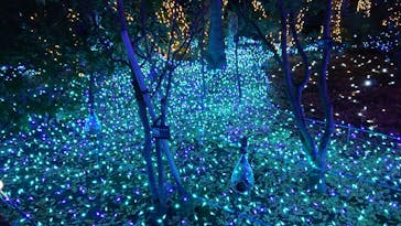 江の島シーキャンドルに投稿された画像（2020/11/22）