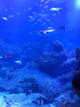 京都水族館に投稿された画像（2020/11/22）