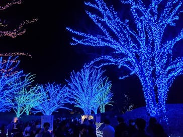 なばなの里に投稿された画像（2020/11/22）