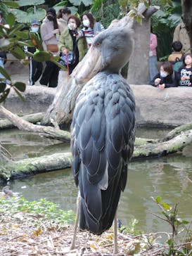 神戸どうぶつ王国に投稿された画像（2020/11/22）