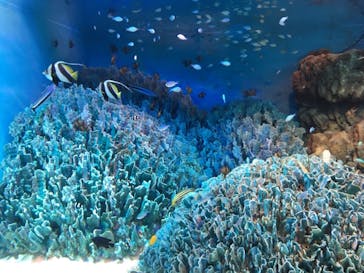 サンシャイン水族館に投稿された画像（2020/11/23）