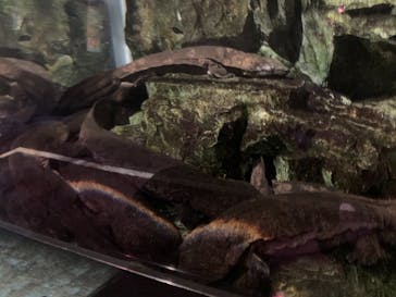 京都水族館に投稿された画像（2020/11/23）