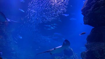 京都水族館に投稿された画像（2020/11/23）