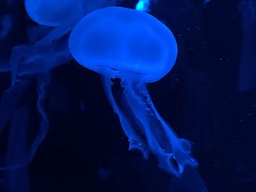 京都水族館に投稿された画像（2020/11/23）
