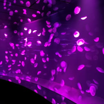 サンシャイン水族館に投稿された画像（2020/11/23）