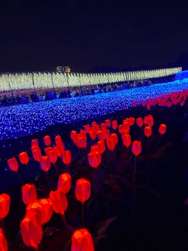 なばなの里に投稿された画像（2020/11/23）