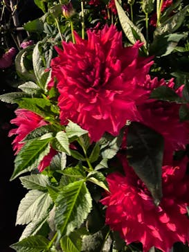 なばなの里に投稿された画像（2020/11/23）