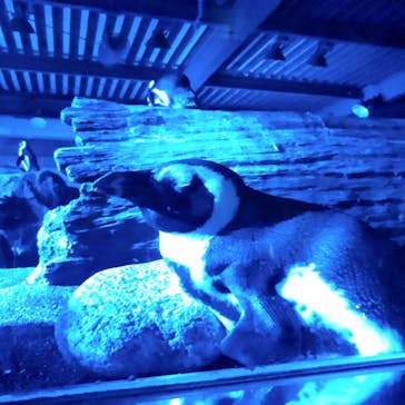 京都水族館に投稿された画像（2020/11/23）