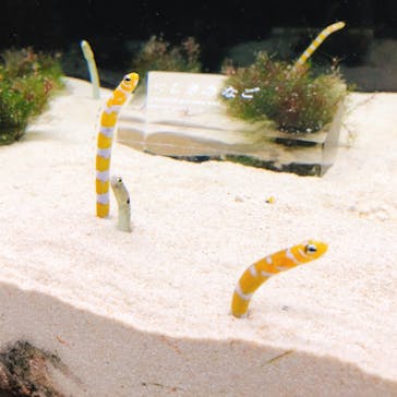 京都水族館に投稿された画像（2020/11/23）