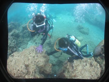 沖縄ダイビングショップシーモールに投稿された画像（2020/11/23）